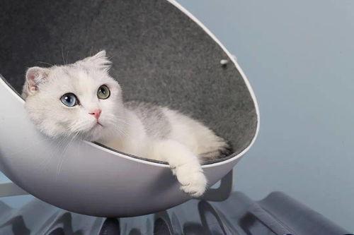娱乐吃瓜酱改造猫窝